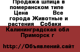 Продажа шпица в померанском типе › Цена ­ 20 000 - Все города Животные и растения » Собаки   . Калининградская обл.,Приморск г.